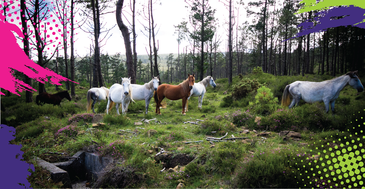 New Forest: Be The Hero Young People Need