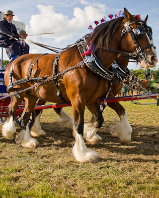 New Forest Show