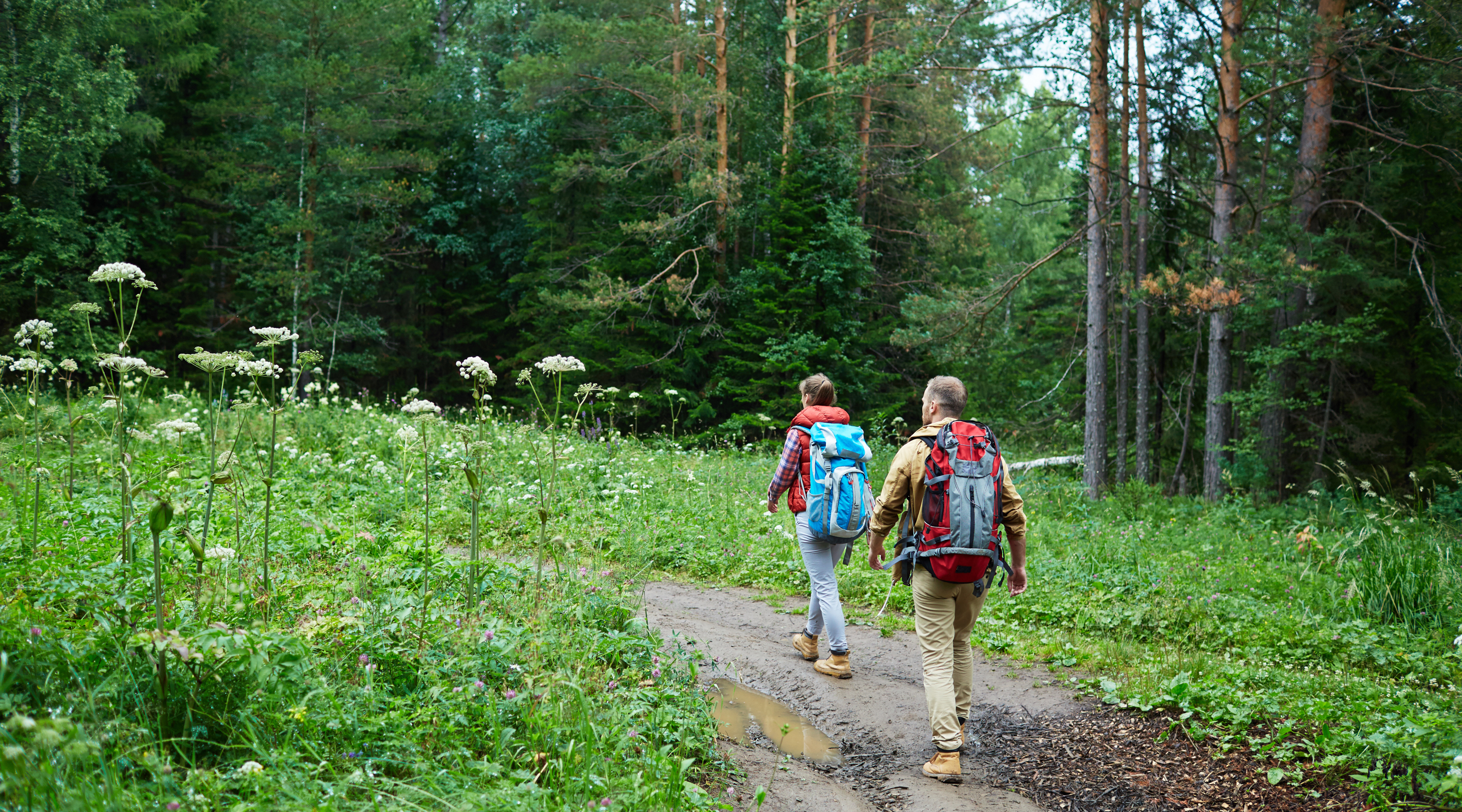 New Forest Hiking Trail, 10km